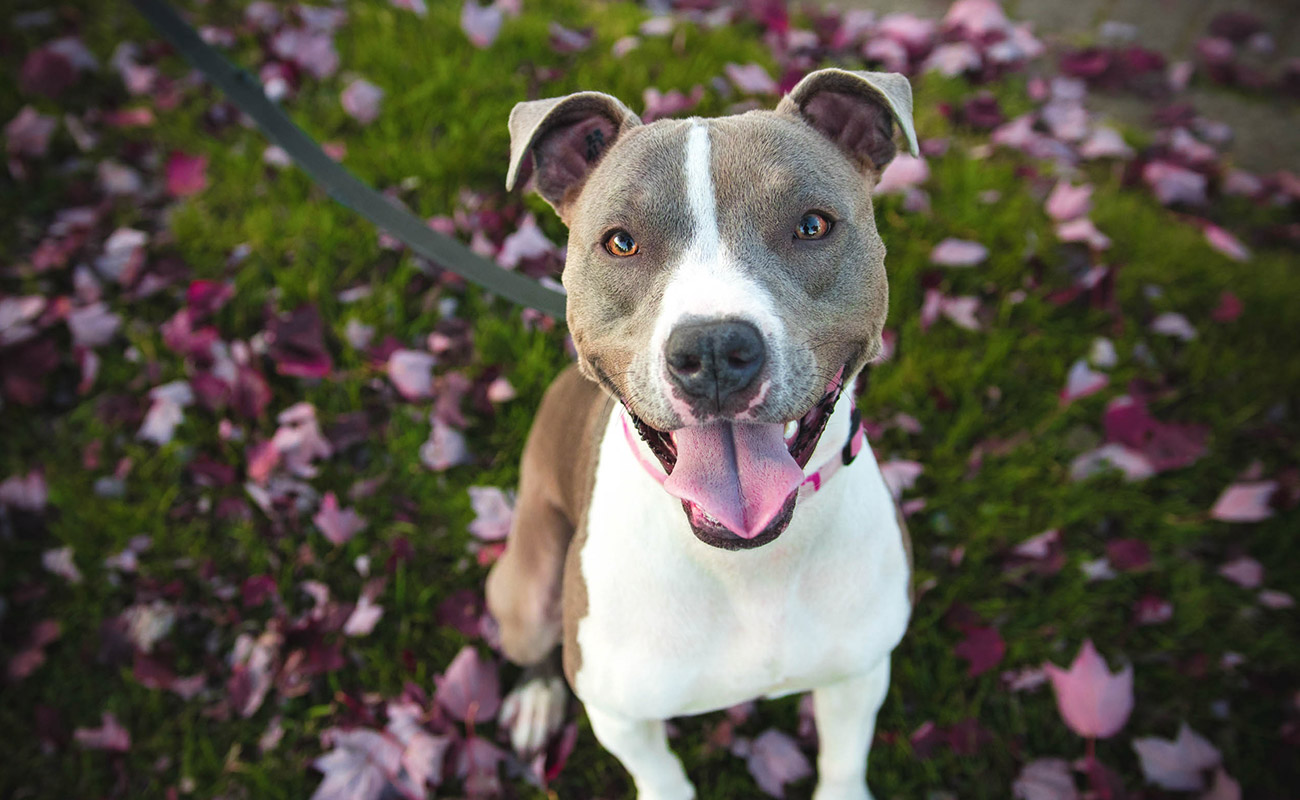 Des glucides pour la santé de vos chiens