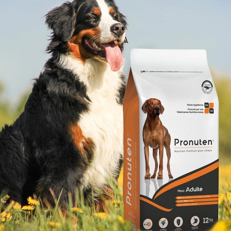 croquette premium grand chien