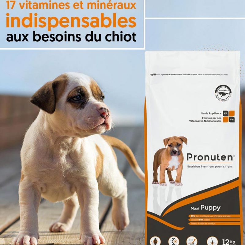 croquettes puppy
