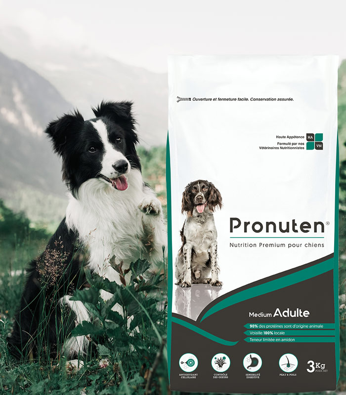 croquettes chien adulte